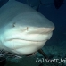 shark_bull_2t_srmr_beqa_h_0009_fij1182.jpg